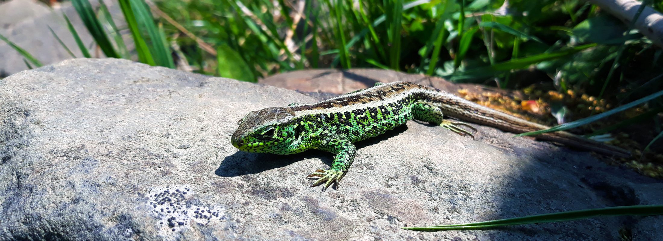 green lizard